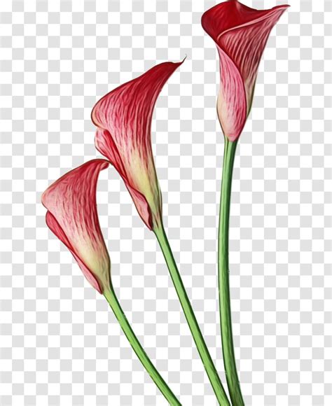 Arum Lily Clip Art Pink Calla Lily Flower Arums Transparent PNG
