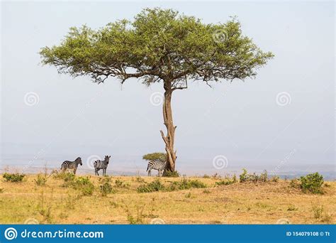 Lonely Tree On The Savannah With Zebras In The Shade Stock Photo