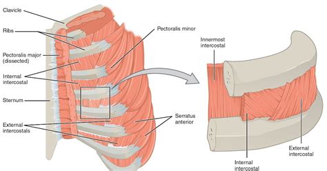 Anatomy Rib Cage Muscles Rib Cage Human Anatomy Organs An Online