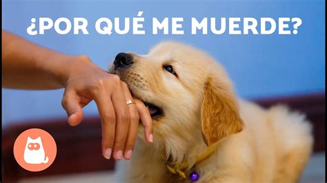 Mi Perro Me Muerde Las Manos Cuando Lo Acaricio 🐶👋🏻 5 Razones Y