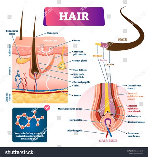 Hair Anatomy Structure Diagram Vector Illustration Stock Vektor