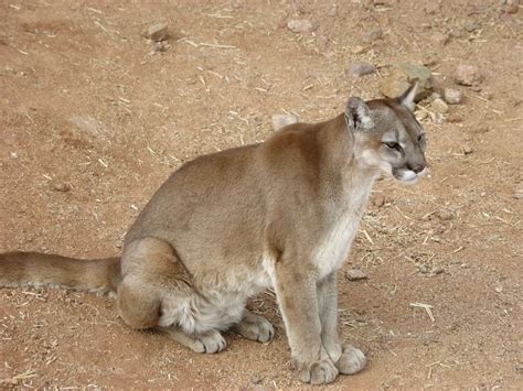 The Eastern Cougar Puma Concolor Cougar Is Now Officially Declared