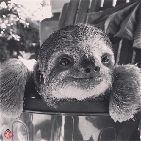 That Sloth Blog Cute Sloth Pictures Cute Baby Sloths Sloth