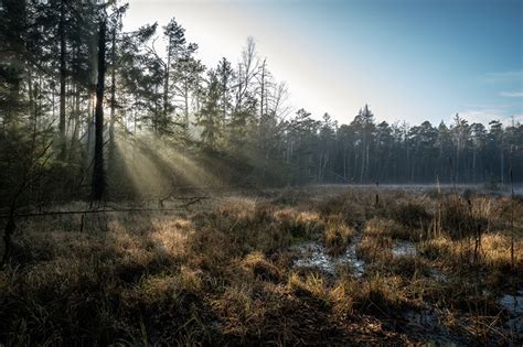 Picture Rays Of Light Germany Grossdittmannsdorf Saxony Nature