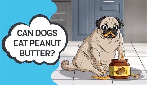 Can Dogs Eat Peanut Butter Innovet Pet