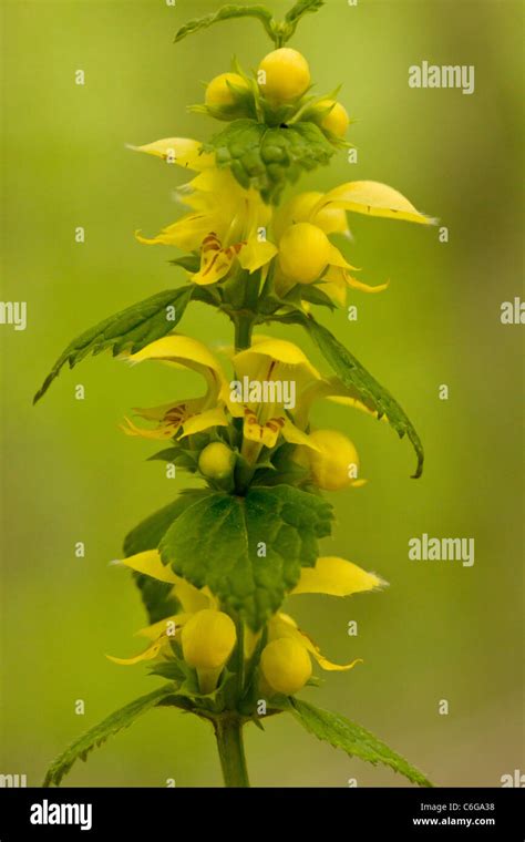 Yellow Archangel Lamiastrum Galeobdolon In Flower In Spring Stock