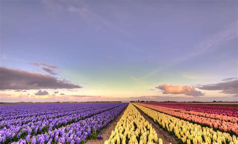 Lavender Fields Netherlands Wallpapers Wallpaper Cave