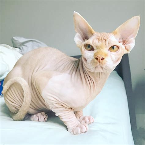 Unbiased cat food reviews find the best cat food for your cat from 3100+ products and 170+ brands. How to Buy Cat Food for Your Sphynx Cat | Sphynx Cats