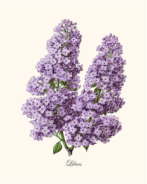 Antique Botanical Wall Art Print Purple Lilacs Giclee Vintage Etsy