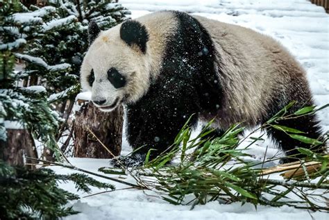 Giant Pandas Are Off The Endangered List Reclassified As Vulnerable