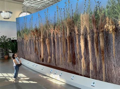 Exposed The Secret Life Of Roots At The Us Botanic Garden In