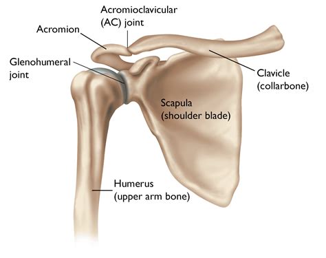 Arthritis Of The Shoulder Orthoinfo Aaos