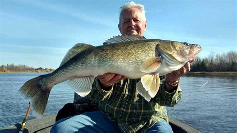 Big Fall Walleyes Are Being Caught In The Rainy River