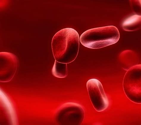 What Shape Are Red Blood Cells How Are Red Blood Cells Formed Quora