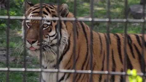 Blank Park Zoo Shows Off New Animals