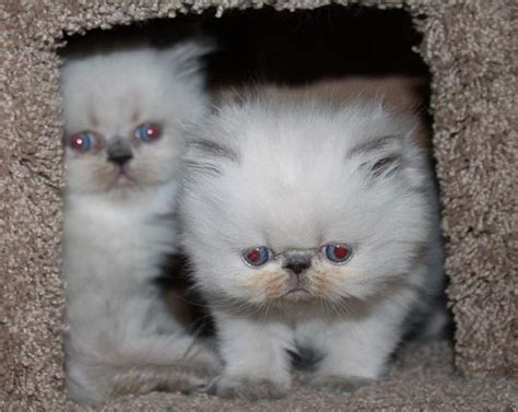 Beautiful Persian Himalayan Kittens For Sale In Los