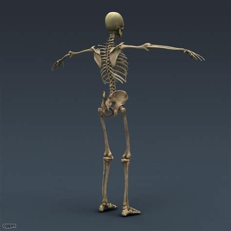 Live from inside the human body warning: Human Female Anatomy - Body, Skeleton and Internal Organs 3d model - CGStudio
