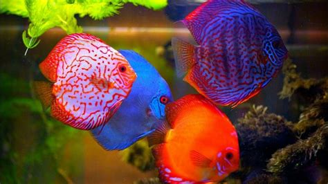 Top 10 Ten Most Beautiful Freshwater Fish In The Aquarium Hobby
