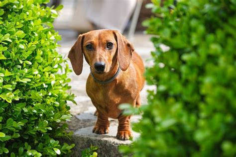 Dachshund Lifespan And Common Health Issues Explained