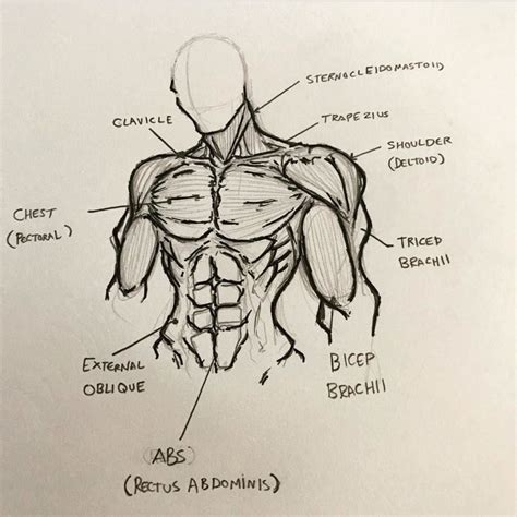 Male Upper Torso Anatomy How To Draw The Male Figure And Torso