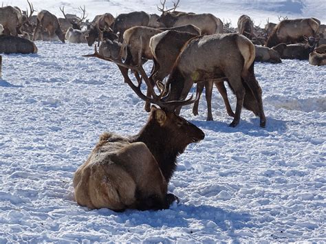 Elk Winter Migration In The Tetons Buffalo Roam Tours Jackson Hole