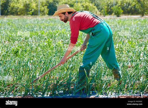 Agricultor Hombre Trabajando En El Campo Del Huerto De Cebolla Con