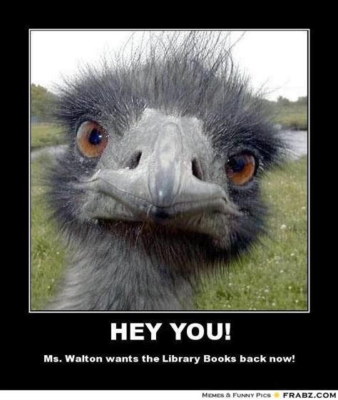 Funny Ostrich Face Meme