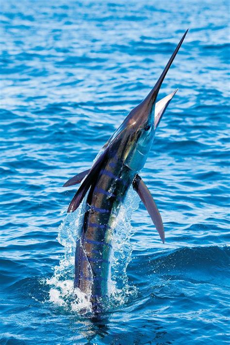 How To Catch Striped Marlin Worlds Best Captains Chime In Fecop