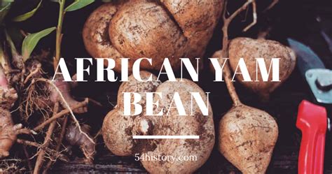 Discover The Unique History And Benefits Of African Yam Bean Yams