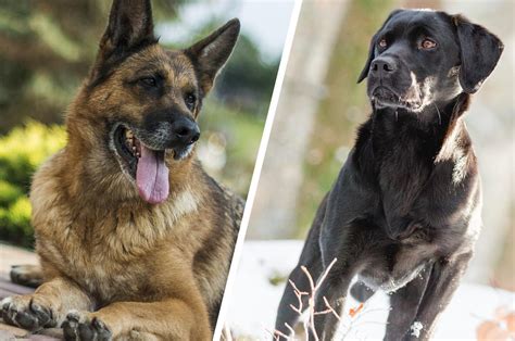Labrador Vs German Shepherd Breed Comparison First Time