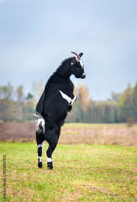 Little Dwarf Goat Standing Up On Its Hind Legs Stock Photo Adobe Stock