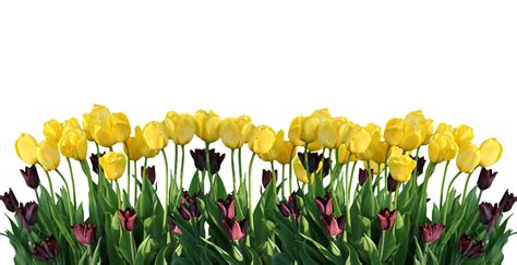 Spring Tulips Nature Free Photo On Pixabay Pixabay