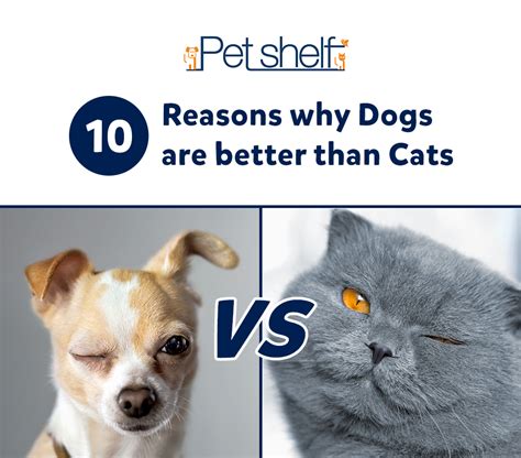 10 Reasons Why Dogs Are Better Than Cats