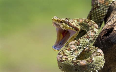 Snake Mouth Of Angry Snake Wallpaper For Desktop And Mobile In High