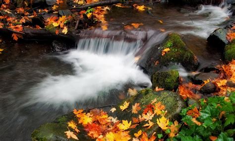 Download hd wallpapers tagged with amazing from page 1 of hdwallpapers.in in hd, 4k resolutions. AMAZING NATURE HD WALLPAPERS 1080p ~ HD WALLPAPERS