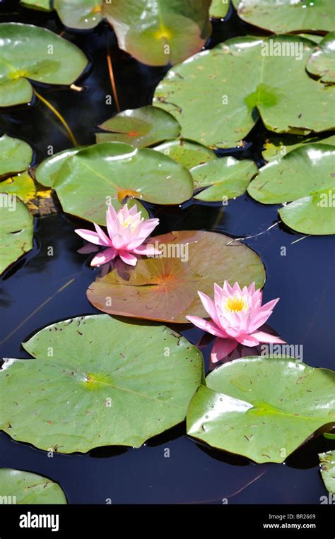 Water Lily Nymphaeaceae Stock Photo Alamy