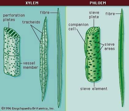 Xylem is one of the two types of transport tissue in vascular plants, phloem being the other. labelled diagram of xylem and phloem showing its ...