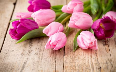 Download Wallpapers Pink Tulips Spring Flowers Tulips Bouquet Purple
