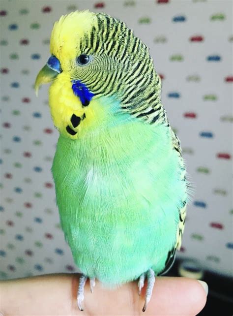 Parakeets Can Move Their Upper Beaks Independently From Their Lower