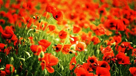 Free Download Red Poppy Fields High Definition Wallpapers Hd Wallpapers