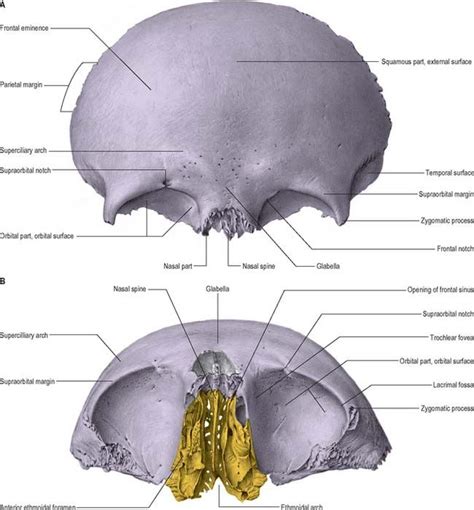 77 Cool What Are The Parts Of The Ethmoid Bone Insectza