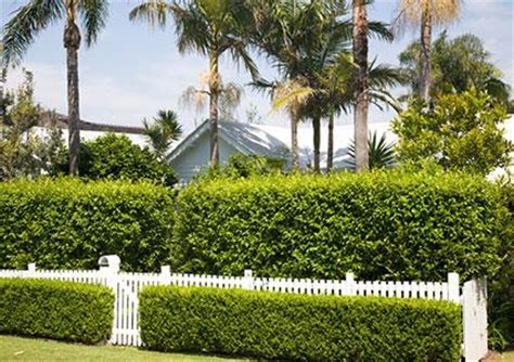 Architecturally, they are used as a decoration and to one of the easiest methods of constructing a privacy fence is to use screening plants to create a living wall. Backyard Landscaping Ideas for Privacy | LoveToKnow