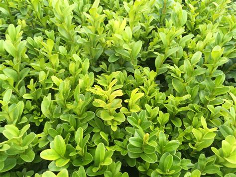 Buxus Sempervirens Common Box Green Mile Trees