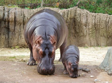 Dallas Zoo Announces Baby Hippo Name Gender Oak Cliff
