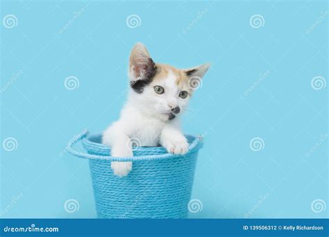 5 Week Old Calico Maine Coon Kitten On White Background Stock