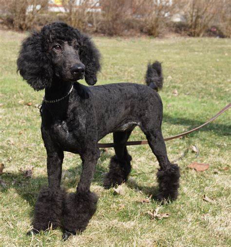 Christmas puppies 100% dna tested. ROSE: TRAINED STANDARD POODLE SOLD TO CINCINNATI OHIO ...