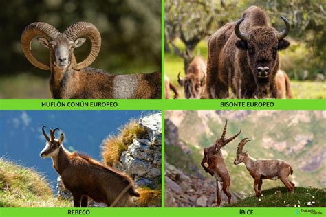 20 Animales Con Cuernos Nombres Características Y Fotos