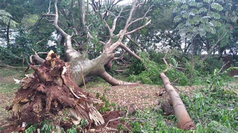 Chuva provoca queda de árvores em Londrina Nova Era News