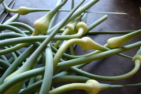 When To Cut Garlic Scapes Tips On When And How