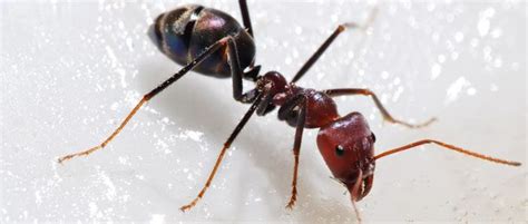 Work at blue chip pest services? St. Louis Metro Area Pest Control - Blue Chip Pest Control
